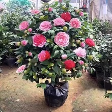 �軨�������Ի��ܺ��B�Gֲ����ɫ�൤ɽ�軨���ļ��_������NͥԺ