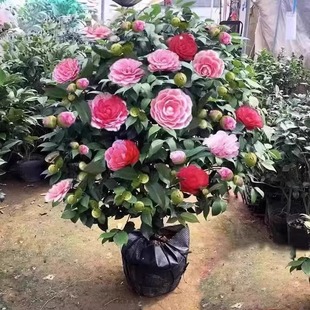 �軨�������Ի��ܺ��B�Gֲ����ɫ�൤ɽ�軨���ļ��_������NͥԺ