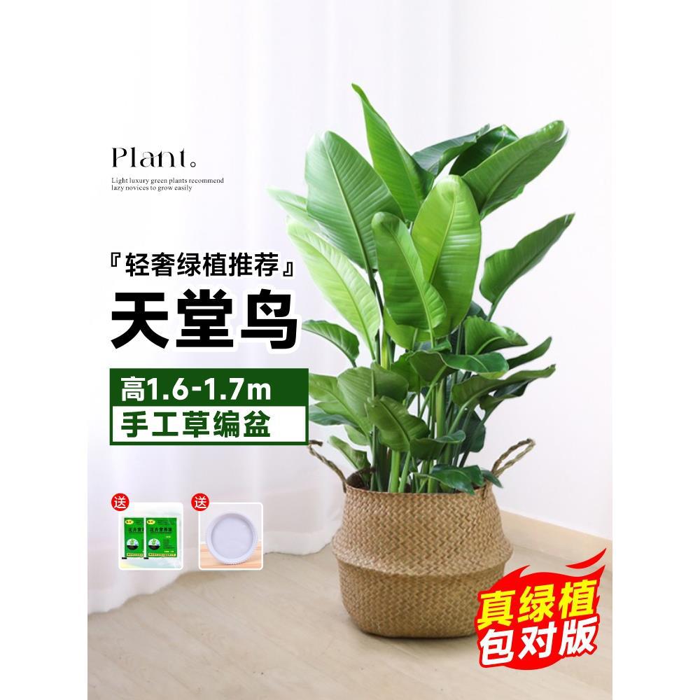 부티크 새의 낙원 1.6- 1.7m /7~8 [수제 짚화분] 레이프펫