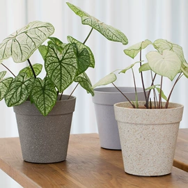 花盆容器;栽培基质;花盆装饰