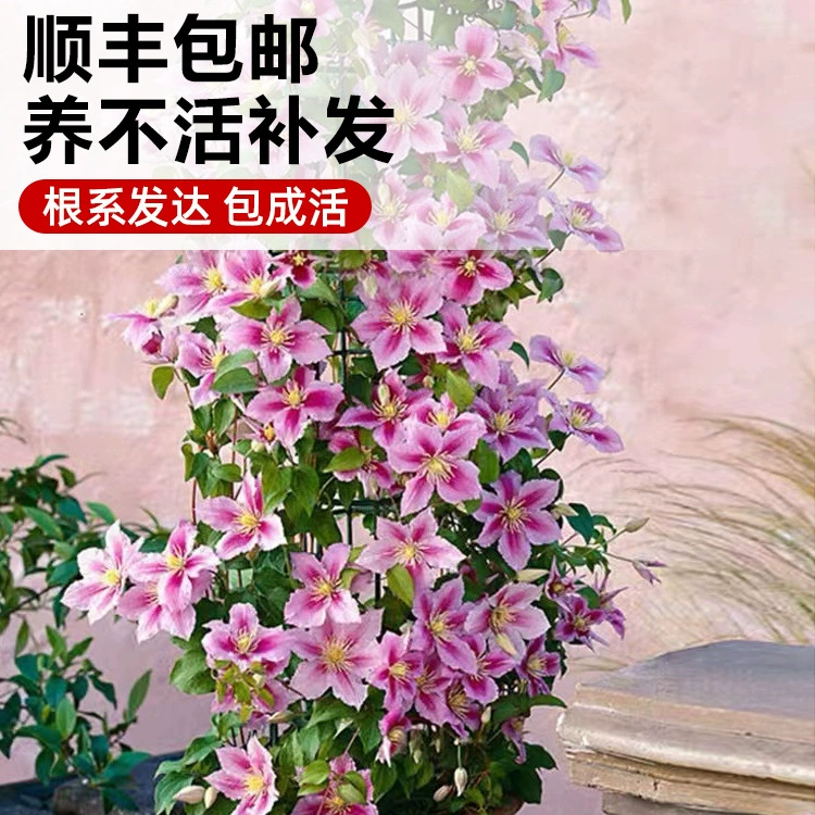 Клематисы Вьющиеся растения Двор Морозостойкие зеленые растения Цветы Рассада в горшках Утопия Серебряная монета Балкон Четыре сезона Цветение Жара