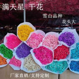永生满天星 干花保鲜花  创意手工花礼品家居摆件 批发厂家直销