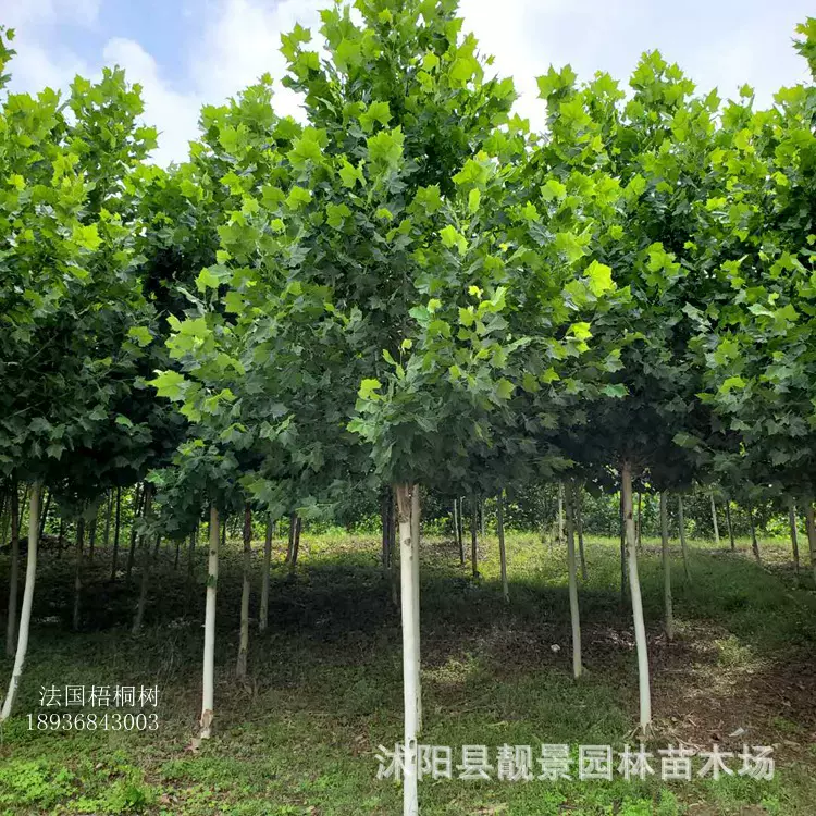 行道绿化法国梧桐树 景观庭院观赏梧桐树苗 市政绿化法国梧桐
