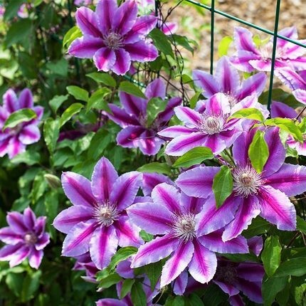 Clematis Large Seedling Potted Climbing Plant Utopia Blooms in All Seasons with Double Large Flower Vine Outdoor Flower Plant