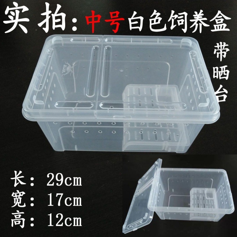 爬虫類、白翡翠カタツムリ、ホーンカエル、クモ、カマキリ、ヤドカリ、昆虫、特大、中型、小型、ミニ高透明飼育箱|undefined