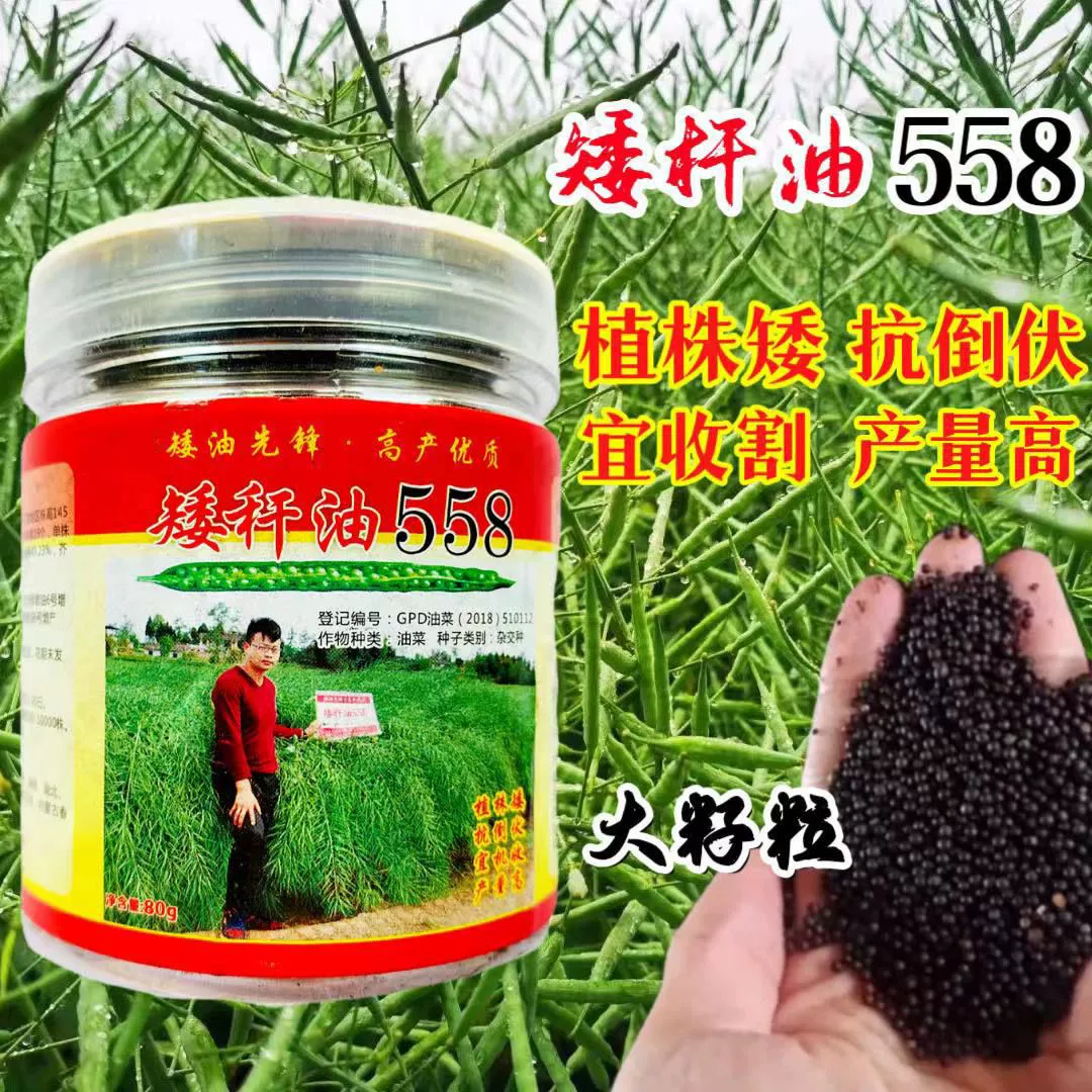 Карликовое масло Морозостойкое De Dwarf Oil 558 Семя изнасилования Высокая урожайность Жилье Сопротивление Высокая доходность масла Высокая раннее созревание Семена цветов изнасилования