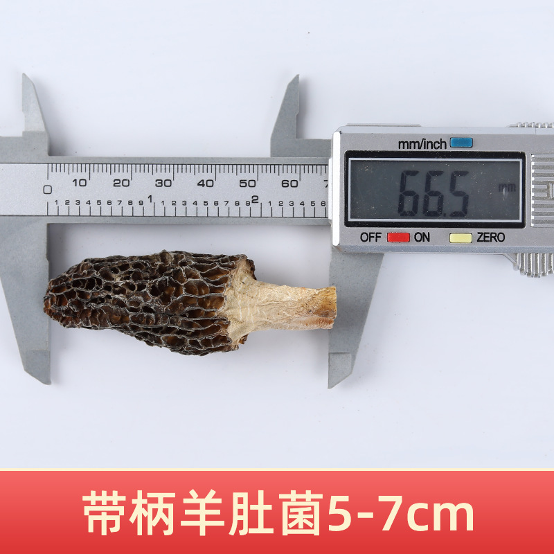 첫 번째 그루터기 5-7 풀컷 손잡이(손잡이 길이 1cm 이내) 모렐 500g