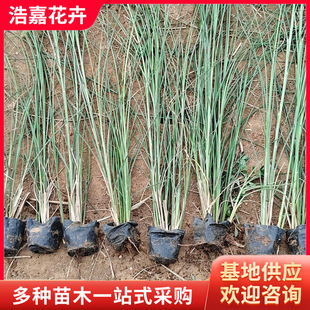 Fine-Leafed Mango Engineering Greening Aquatic Seedlings Ornamental Flower Cup Seedlings Spot Flower Base Supply Large Amount of Fine-Leafed Mango