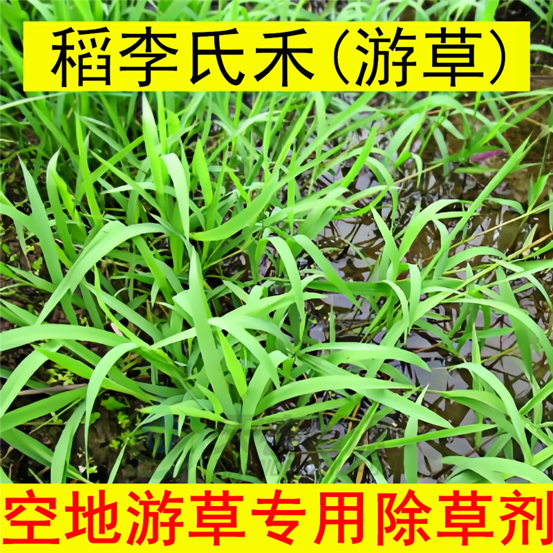 游草专用除草剂水游草稻李氏禾过江龙牛筋草芦苇烂根草甘膦除草剂