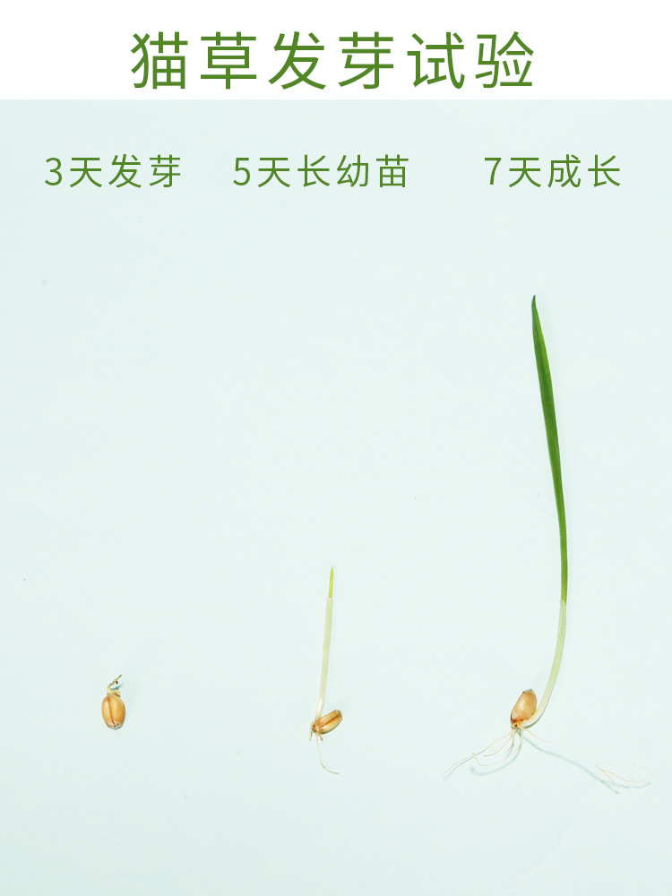 Cat grass nuevo bolsillo cebada en maceta perezosa hidroponía sin suelo gatos herbaceous bulb cat snack