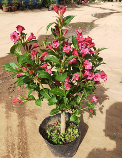 һ�����lͥԺ�G����N�t�����\�����绨�~�\������\���������\��