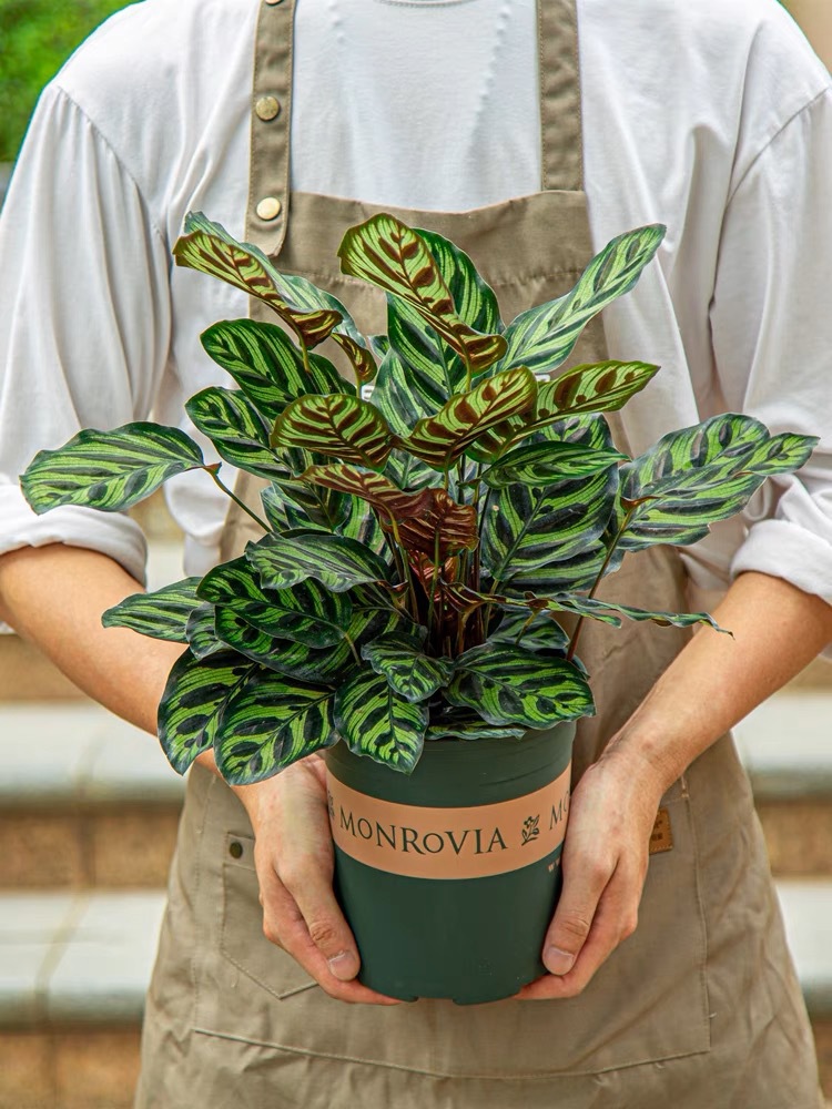 [작은 화분에 대한 추가 링크] 공작 쿠스쿠스(그린 갤런 종은 배송이 쉽습니다)