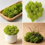 永生苔藓diy材料包微景观散装花材装饰真花配材配跨境代发