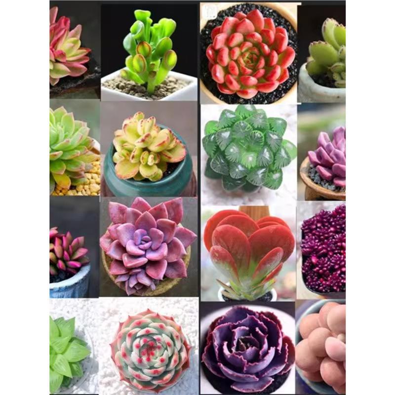 Nuevo huevo de melocotón, una caja completa de variedades raras, combinación de productos de alto precio, plantas de carne en maceta, micro paisaje, paquete de novatos. image 3