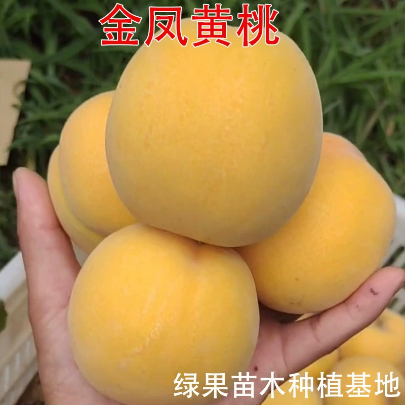 Саженцы персика с прививкой, саженцы золотистого персика, саженцы желтого персика, саженцы раннеспелого персика, подходящие для посадки как в южных, так и в северных регионах.