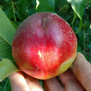 �������l�����Ҙ��� �S�����Ҽ޽��� �Ի��ڷ�����̖���Ҙ���