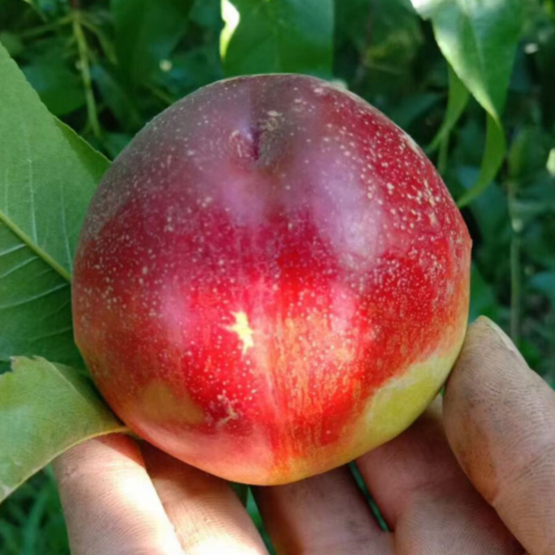 基地批发中油桃树苗 黄肉油桃嫁接苗 自花授粉中油号油桃树苗