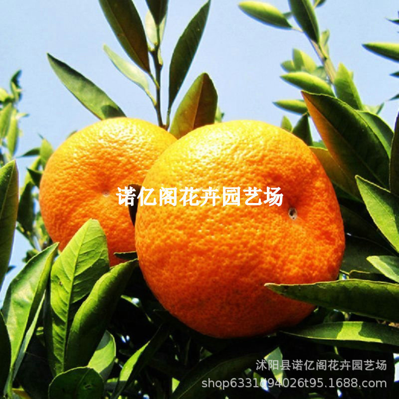 四川新品种脆蜜金桔树苗脆密金柑桔树大果型柑橘水果苗木地栽盆栽