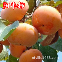 和平柿子脆甜火晶水果磨盘甜脆黑太秋小牛心鸡心南方奶油庭院果树