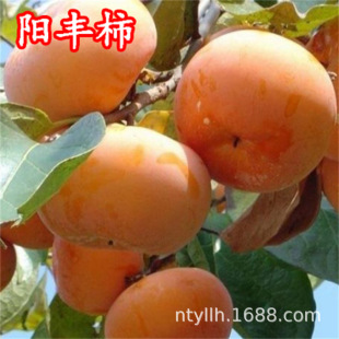��ƽ���Ӵ����ˮ��ĥ�P����̫��Сţ���u���Ϸ�����ͥԺ����
