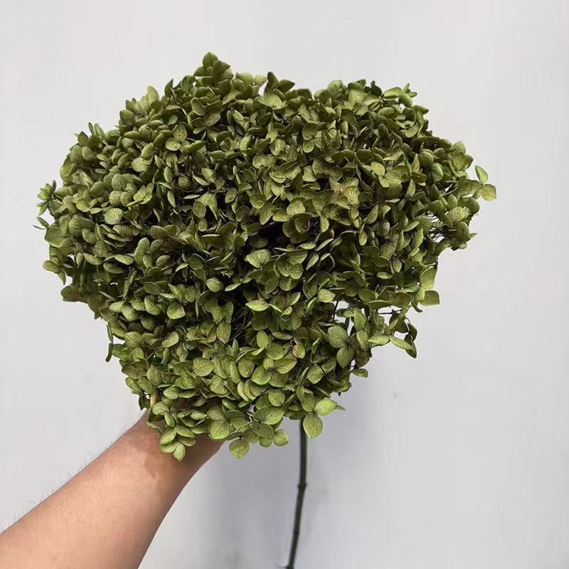 Yunnan Anna Hydrangea Flower Wholesale DIY Flower Preservation Flower Materiales de Regalo de Navidad