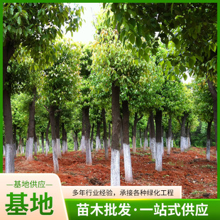 ���طNֲ���������������l��ľ �@�ֹ��̾G���������� ���~������