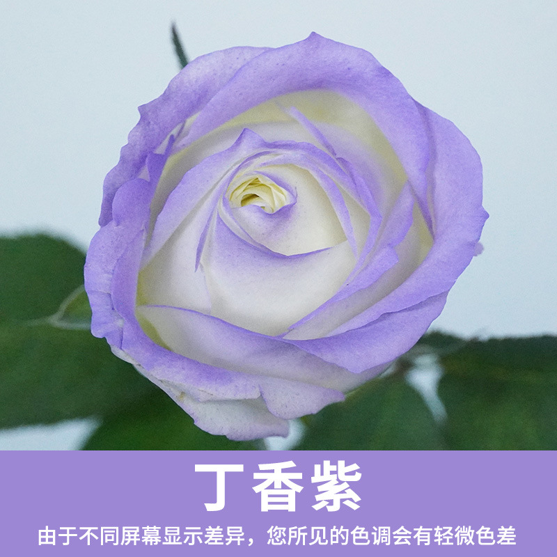 Xingle-lilac 480ml