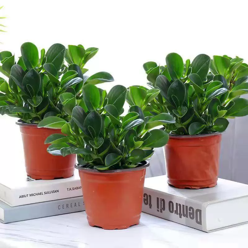 Растение Монстера в горшке с зелеными листьями, очищающее воздух, зеленое растение бонсай для гостиной, подходящее для гидропоники и простое в уходе.