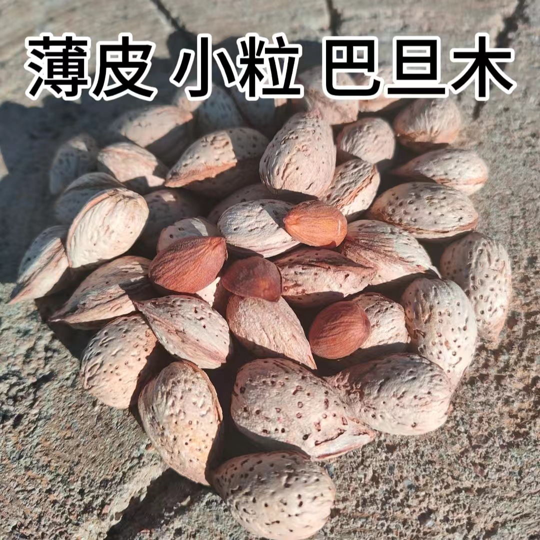 新疆带壳坚果特产生巴旦木扁桃仁宠物零食500克包邮
