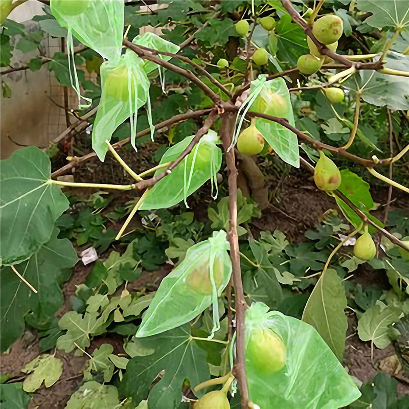 卸売り果物袋束口育種いちご桃専用袋園芸果樹園防鳥ナイロン防虫網袋|undefined