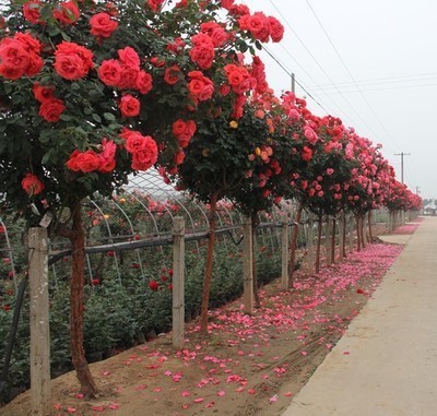 courtyard Potted plant grafting Tree Chinese rose Tree stump bonsai High pole rose Big flower Perfume Chinese rose