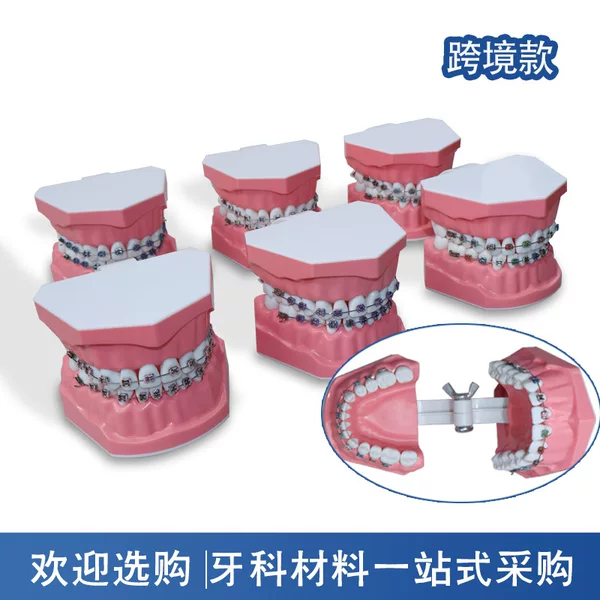 Metal Bracket Interdental Model for Patient-Doctor Communication, 28-Bracket Practice Model, Dental Oral Interdental Correction Model