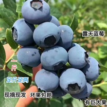 蓝莓 云南蓝莓大蓝莓孕妇当季新鲜大工厂批发追剧零食网红礼盒装