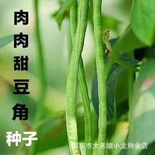 肉肉甜豆角种子籽高产抗热四季庭院大田盆栽春夏秋种蔬菜种子大全