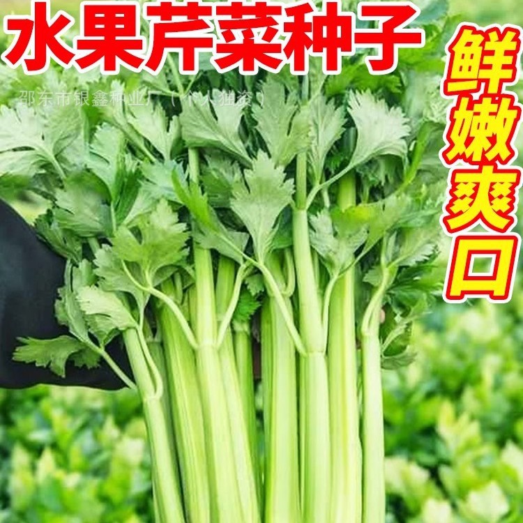 水果芹菜种子小香芹种籽玻璃脆芹四芹菜原装四季蔬菜种子大全批发