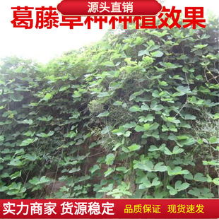 ���ٷN���o�·N�ѱ���Ұ���߅�¾G���ٱ�ֲ��ɳ��얹��������Ͷ�