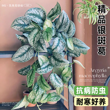 大叶银斑葛小叶水培垂吊绿植物长藤花绿萝吸甲醛办公室内桌面盆栽