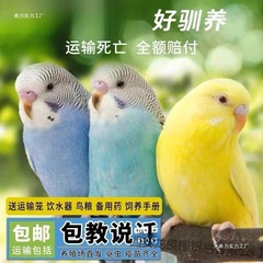 生きたオウム、生きた鳥、セキセイインコ、話す鳥、ペットの鳥、雲の斑点、小さな飼い慣らされた黒フェニックスの鳥、生きた鳥