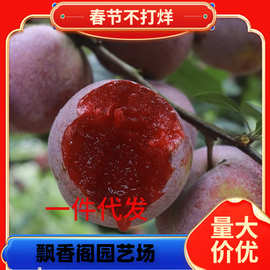 一件代发蓝蜜西梅果树苗南北方地栽盆栽种植嫁接西梅蓝蜜李子树苗