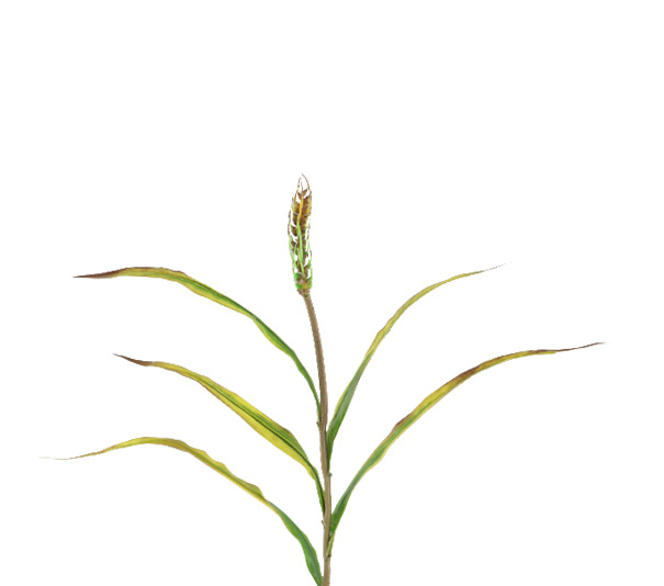 秋色小麦 (5).jpg