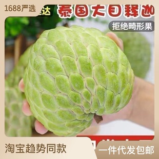 厂家直发泰国大目释迦果进口番荔枝10斤当季新鲜水果一件代发-阿里巴巴