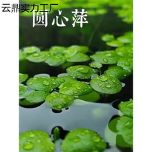 ��Ƽˮֲ���~���쾰ˮ��ֲ��һ�~ɏˮܽ��ˮ���J������ˮ�|