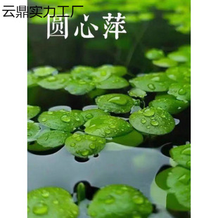 ��Ƽˮֲ���~���쾰ˮ��ֲ��һ�~ɏˮܽ��ˮ���J������ˮ�|