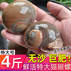 猫眼螺鲜活大号白玉螺海鲜海螺水产香螺非即食批发冷冻顺丰包邮
