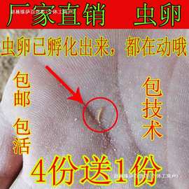 黄粉虫卵面包虫虫卵优质种虫卵、种虫、面包虫虫卵【包邮】包技术