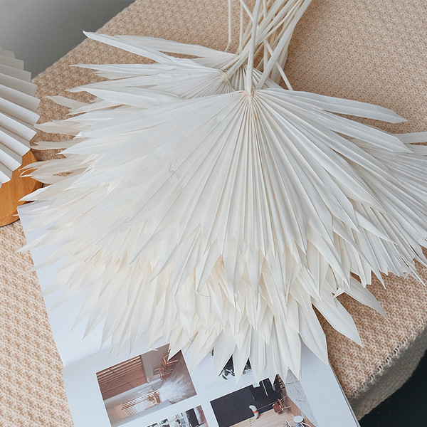 Guanyin fan dry flower yang fan palm leaf fan leaf leaf leaf leaf…