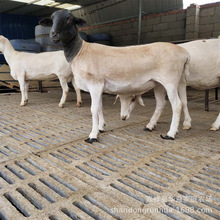 杜波绵羊小羊崽 成年母羊 小尾寒羊羊羔价格小羊苗 白头杜波绵羊