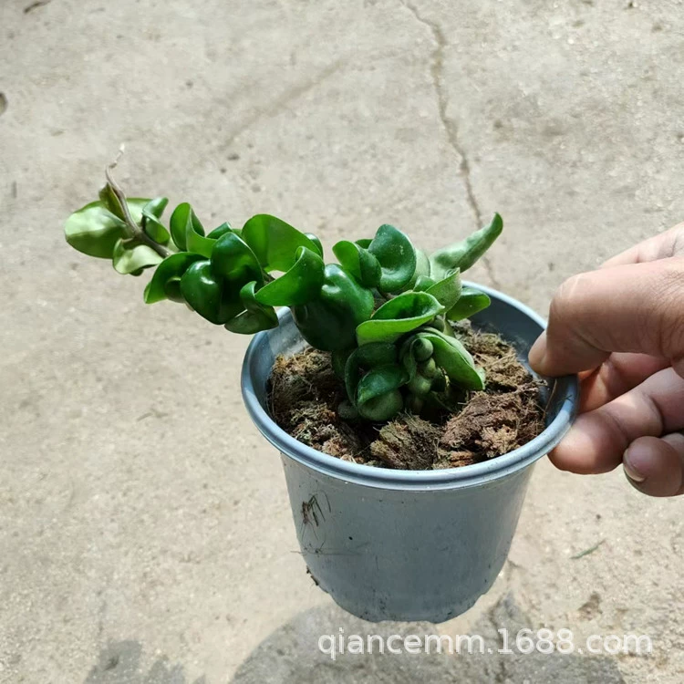 Рулонный лист шар Орхидея в горшке подвесное растение балкон гостиная вьющаяся лоза зеленое растение цветы Крытый сердце лист шар Орхидея Горшечное растение