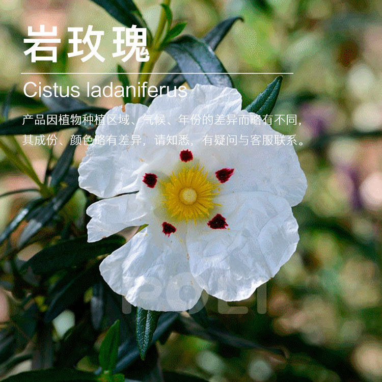 ��õ�徫�� ��Ǿޱ ������ȡ ��õ�嵥������ ֲ�ﾫ��ԭ������