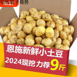 当季新挖高山土豆恩施黄心迷你小土豆洋芋马铃薯自种土家族qg